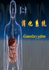 胃的形态结构