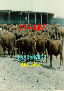 肉牛养殖技术