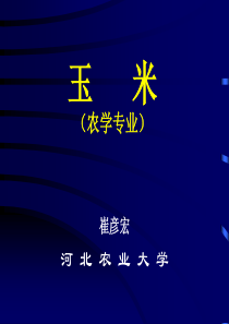 玉米(农学专业)