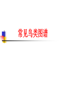 常见鸟类图谱