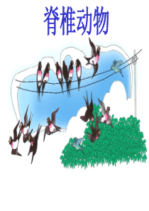 脊椎动物和无脊椎动物