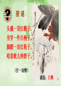 四年级上册语文13课《白鹅》PPT课件0