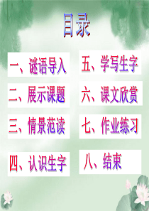 荷叶圆圆