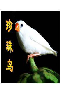 苏教版四年级上册语文珍珠鸟ppt