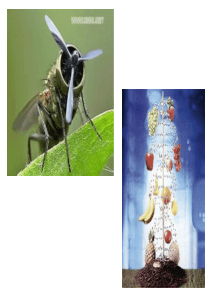 高一生物基因是有遗传效应的DNA片段2