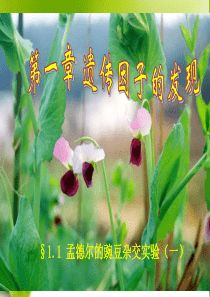 高一生物必修2 分离定律 ppt