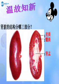 七年级生物下册-尿液的形成和排出课件-济南版