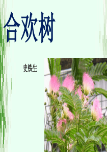 《合欢树》课件分析