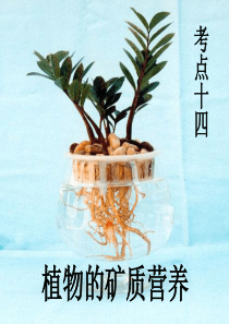 高三生物复习-   植物的矿质营养
