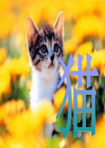 七组、爱护动物―猫