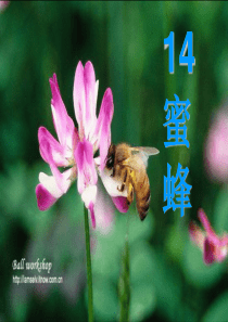 《蜜蜂》ppt课件