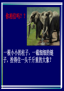 习惯养成主题班会ppt课件
