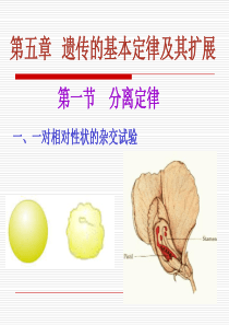 动物遗传学-第五章--遗传的基本定律及其扩展-PPT课件