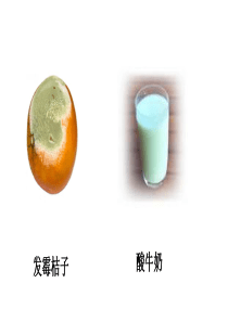 第四章第一节细菌和真菌的分布
