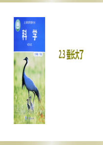 2020教科版小学科学三年级下册《蚕长大了》课件3