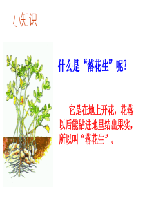 落花生_上课用课件_PPT