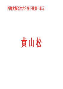 六年级语文黄山松