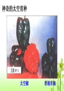 公开课基因突变和基因重组