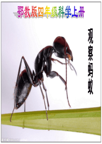 9、观察蚂蚁