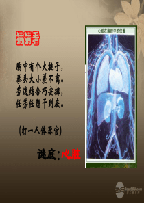 七年级生物下册第二章第二节人体的心脏课件冀教版