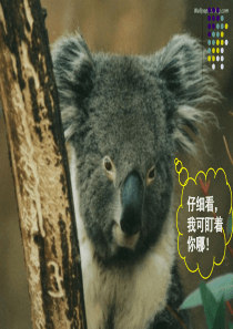 高中语文必修三4-12《动物游戏之谜》课件