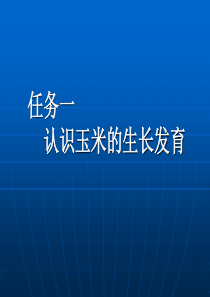 认识玉米的生长发育