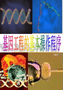 1.2基因工程的基本操作程序