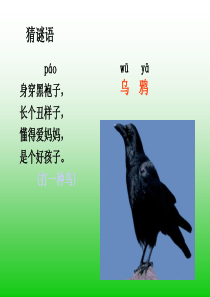 人教版一年级语文下册__19《乌鸦喝水》课件PPT 2