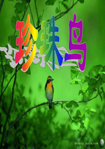《16珍珠鸟》新ppt课件2(1)