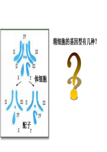 减数分裂 识图辨别