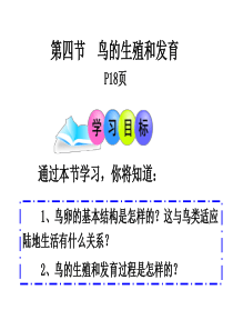 鸟类的生殖和发育