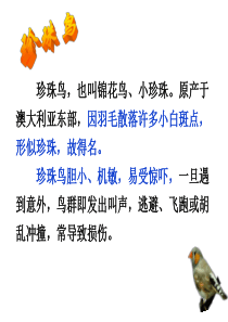 人教版语文五年级上16珍珠鸟