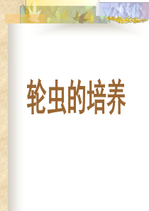 轮虫的培养