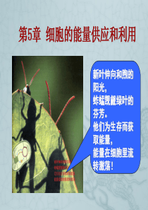 课件5.1.1酶的作用和本质(学案、课件教学设计配套)