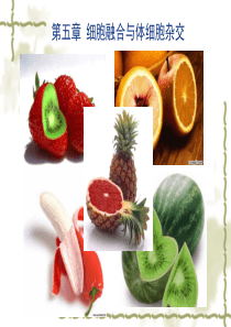 第五章 细胞融合与体细胞杂交