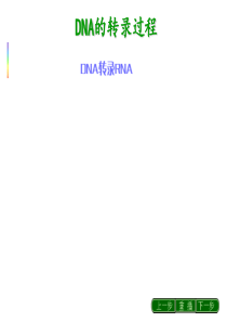 基因指导蛋白质合成：转录翻译的播放动画