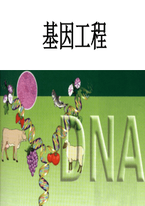 (精品课件)S1-1DNA重组技术的基本工具