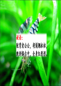 部编语文三年级下册15-小虾
