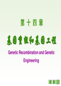 14基因重组和基因工程ppt-PowerPoint演示
