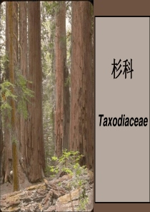 杉科柏科