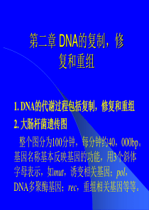 DNA复制,修复和重组