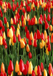 人教版语文四下《牧场之国》PPT课件7