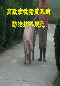 猪蓝耳病防治技术规范