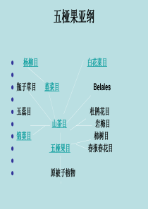 第八章 五桠果亚纲修改