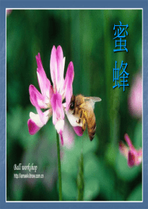 14  《蜜蜂》ppt课件2