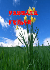 5.2多聚酶链式反应扩增DNA片段