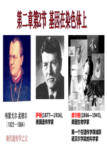 基因在染色体上复习课(公开课件)