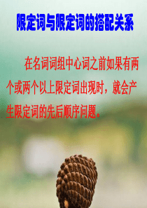 大学英语语法之限定词