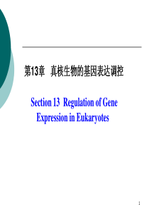 真核生物的基因表达调控