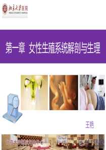 王艳女性生殖系统解剖与生理